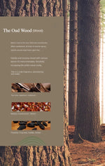 Car Air Freshener for Tesla Model 3 Y | Dashboard Perfume Ornament & Air Outlet Diffuser detail view