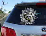 STICKER, Raccoon window sticker, car sticker, raccoon car decal, funny sticker alternate view